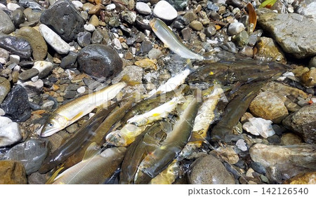 捕獲的香魚 捕獲的香魚 142126540