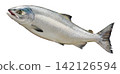 A cutout image of a plump autumn salmon swimming in the ocean, its body tilted upwards at an angle, against a white background. 142126594