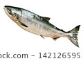 A cutout image of a young chum salmon (Toki salmon) taken facing upwards, with a white background. 142126595