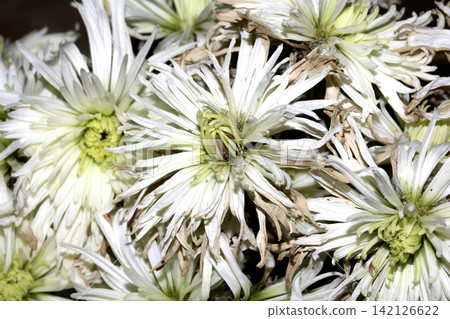Close up of Chrysanthemum white flowers decaying wilting and drying out Close up of Chrysanthemum white flowers decaying wilting and drying out 142126622