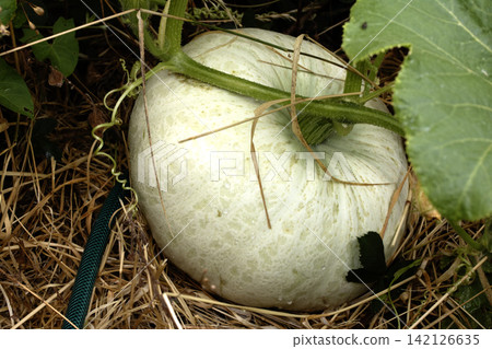 Close up of a large squash pumpkin growning homegrown on a garden allotment Close up of a large squash pumpkin growning homegrown on a garden allotment 142126635