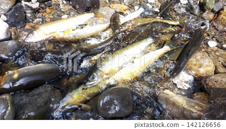 捕獲的香魚 捕獲的香魚 142126656