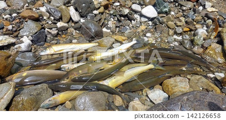 The ayu that was caught The ayu that was caught 142126658