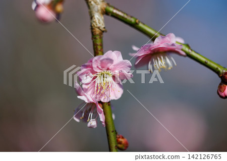 Ume, a flower that heralds spring Ume, a flower that heralds spring 142126765