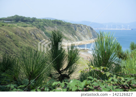 Young pine shoots in focus with a cliff lined beach blurred behind Young pine shoots in focus with a cliff lined beach blurred behind 142126827