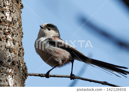 Long-tailed long-tailed small white bird popular for its cute gestures Long-tailed long-tailed small white bird popular for its cute gestures 142126938