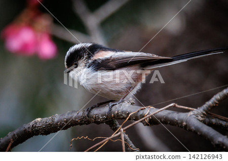 Long-tailed long-tailed small white bird popular for its cute gestures Long-tailed long-tailed small white bird popular for its cute gestures 142126943
