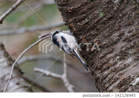 Long-tailed long-tailed small white bird popular for its cute gestures Long-tailed long-tailed small white bird popular for its cute gestures 142126945