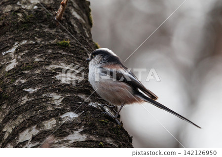 Long-tailed long-tailed small white bird popular for its cute gestures Long-tailed long-tailed small white bird popular for its cute gestures 142126950