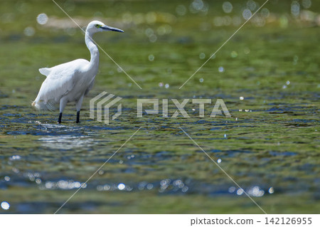 Summer river and little egret Summer river and little egret 142126955