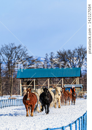 In winter in Tokachi, a magnificent herd of draft horses gallops towards each other against a backdrop of blue skies and snowfields. In winter in Tokachi, a magnificent herd of draft horses gallops towards each other against a backdrop of blue skies and snowfields. 142127084