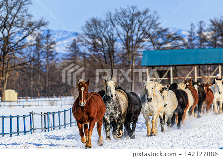 The traditional horse chase of powerful draft horses galloping in unison across the Tokachi Plain in winter, kicking up plumes of snow. The traditional horse chase of powerful draft horses galloping in unison across the Tokachi Plain in winter, kicking up plumes of snow. 142127086