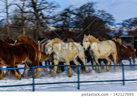 The magnificent snowscape of Hokkaido unfolds amidst the breathtaking spectacle of horse racing in Tokachi. The magnificent snowscape of Hokkaido unfolds amidst the breathtaking spectacle of horse racing in Tokachi. 142127093