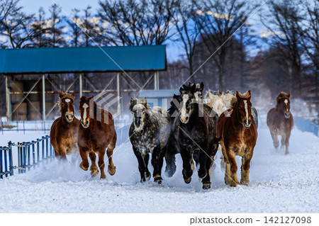 大型挽馬在白雪皚皚的平原上飛馳,邁著雄偉的步伐,展現出強大的氣勢和動感,令人印象深刻。 大型挽馬在白雪皚皚的平原上飛馳,邁著雄偉的步伐,展現出強大的氣勢和動感,令人印象深刻。 142127098