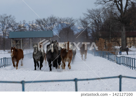 With snow-capped mountains as a backdrop, the imposing horses approach with a rumbling roar, creating a powerful and impressive spectacle. With snow-capped mountains as a backdrop, the imposing horses approach with a rumbling roar, creating a powerful and impressive spectacle. 142127100
