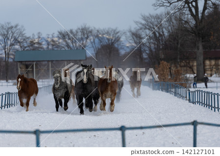 在十勝嚴寒的冬季,一群挽馬在白雪皚皚的賽道上奮力奔跑,以彌補運動不足。 在十勝嚴寒的冬季,一群挽馬在白雪皚皚的賽道上奮力奔跑,以彌補運動不足。 142127101