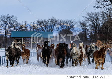 A powerful scene of horse racing in Tokachi, where horses, their bodies full of dynamism, gallop across the snow under the cold sky. A powerful scene of horse racing in Tokachi, where horses, their bodies full of dynamism, gallop across the snow under the cold sky. 142127102