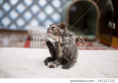 A kitten scratches its neck. A kitten scratches its neck. 142127122