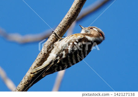 The smallest woodpecker in Japan The smallest woodpecker in Japan 142127138