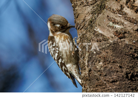 The smallest woodpecker in Japan The smallest woodpecker in Japan 142127142