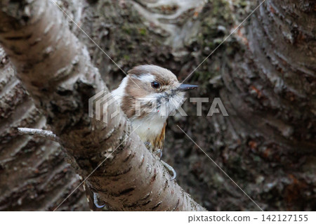 The smallest woodpecker in Japan The smallest woodpecker in Japan 142127155