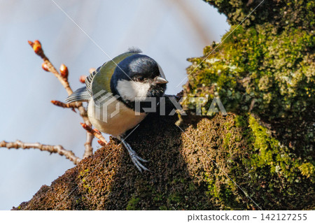 Familiar wild bird great tit with a cute chest tie Familiar wild bird great tit with a cute chest tie 142127255