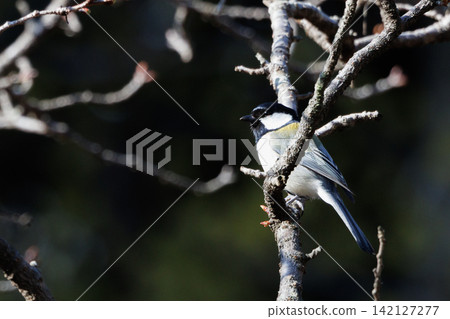 Familiar wild bird great tit with a cute chest tie Familiar wild bird great tit with a cute chest tie 142127277