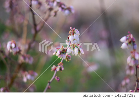 藍莓花 142127282