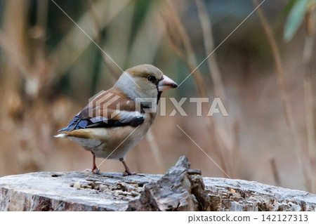 A winter bird with a brown, thick and short beak. A winter bird with a brown, thick and short beak. 142127313