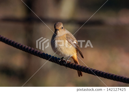 The female Daurian Redstart, affectionately known as "Jobiko," is a representative winter bird loved for its cute movements. The female Daurian Redstart, affectionately known as "Jobiko," is a representative winter bird loved for its cute movements. 142127425