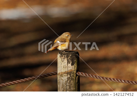 The female Daurian Redstart, affectionately known as "Jobiko," is a representative winter bird loved for its cute movements. The female Daurian Redstart, affectionately known as "Jobiko," is a representative winter bird loved for its cute movements. 142127452