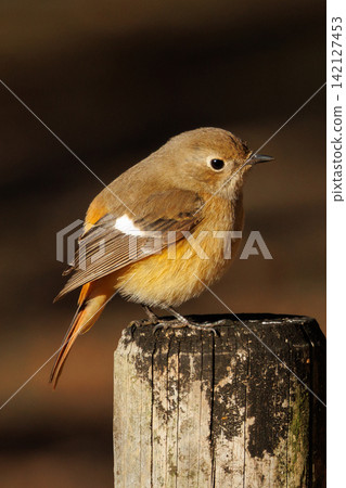 The female Daurian Redstart, affectionately known as "Jobiko," is a representative winter bird loved for its cute movements. The female Daurian Redstart, affectionately known as "Jobiko," is a representative winter bird loved for its cute movements. 142127453