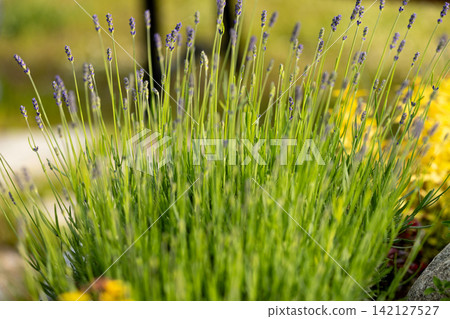 green lavender bush with young purple flower buds starting to bloom in a sunny summer garden green lavender bush with young purple flower buds starting to bloom in a sunny summer garden 142127527