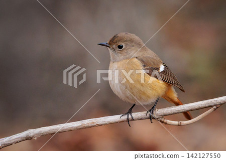 The female Daurian Redstart, affectionately known as "Jobiko," is a representative winter bird loved for its cute movements. The female Daurian Redstart, affectionately known as "Jobiko," is a representative winter bird loved for its cute movements. 142127550