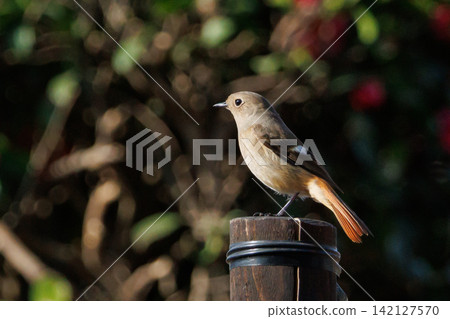 The female Daurian Redstart, affectionately known as "Jobiko," is a representative winter bird loved for its cute movements. The female Daurian Redstart, affectionately known as "Jobiko," is a representative winter bird loved for its cute movements. 142127570