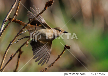 The female Daurian Redstart, affectionately known as "Jobiko," is a representative winter bird loved for its cute movements. The female Daurian Redstart, affectionately known as "Jobiko," is a representative winter bird loved for its cute movements. 142127587