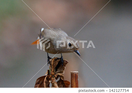 The female Daurian Redstart, affectionately known as "Jobiko," is a representative winter bird loved for its cute movements. The female Daurian Redstart, affectionately known as "Jobiko," is a representative winter bird loved for its cute movements. 142127754