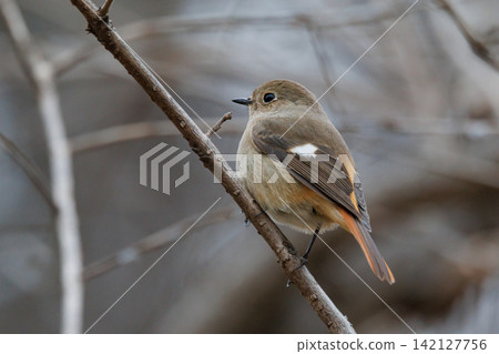 The female Daurian Redstart, affectionately known as "Jobiko," is a representative winter bird loved for its cute movements. The female Daurian Redstart, affectionately known as "Jobiko," is a representative winter bird loved for its cute movements. 142127756