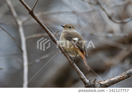 The female Daurian Redstart, affectionately known as "Jobiko," is a representative winter bird loved for its cute movements. The female Daurian Redstart, affectionately known as "Jobiko," is a representative winter bird loved for its cute movements. 142127757