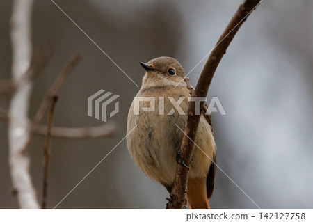 The female Daurian Redstart, affectionately known as "Jobiko," is a representative winter bird loved for its cute movements. The female Daurian Redstart, affectionately known as "Jobiko," is a representative winter bird loved for its cute movements. 142127758
