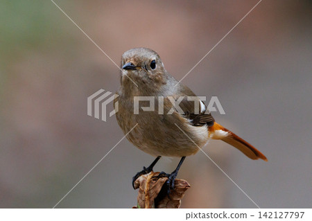 The female Daurian Redstart, affectionately known as "Jobiko," is a representative winter bird loved for its cute movements. The female Daurian Redstart, affectionately known as "Jobiko," is a representative winter bird loved for its cute movements. 142127797