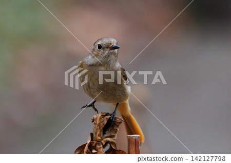 The female Daurian Redstart, affectionately known as "Jobiko," is a representative winter bird loved for its cute movements. The female Daurian Redstart, affectionately known as "Jobiko," is a representative winter bird loved for its cute movements. 142127798