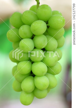 Ripe Shine Muscat grapes Ripe Shine Muscat grapes 142127799