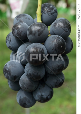 Large-grained Nagano Purple grapes available for grape picking. Large-grained Nagano Purple grapes available for grape picking. 142127802