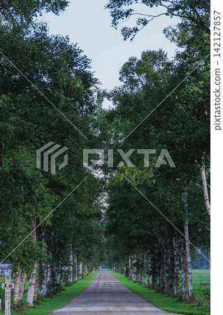 The beautiful summer scenery of the birch-lined avenue and endlessly straight gravel road at Tokachi Ranch in Otofuke Town, Hokkaido. The beautiful summer scenery of the birch-lined avenue and endlessly straight gravel road at Tokachi Ranch in Otofuke Town, Hokkaido. 142127857