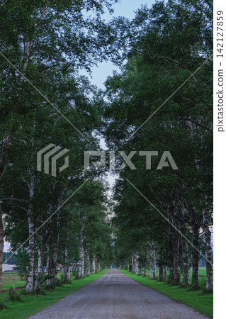 The beautiful arch of birch trees enveloping the straight road, and the refreshing deep green scenery of Tokachi Ranch. The beautiful arch of birch trees enveloping the straight road, and the refreshing deep green scenery of Tokachi Ranch. 142127859