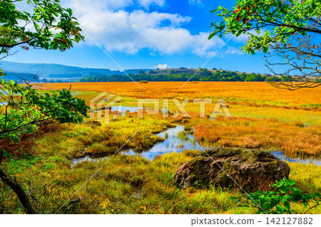 On a clear autumn morning, the beautiful scenery of the ponds reflecting the blue sky and the autumn foliage of the grasses can be seen from the walking trails of Yashimagahara Marshland. On a clear autumn morning, the beautiful scenery of the ponds reflecting the blue sky and the autumn foliage of the grasses can be seen from the walking trails of Yashimagahara Marshland. 142127882