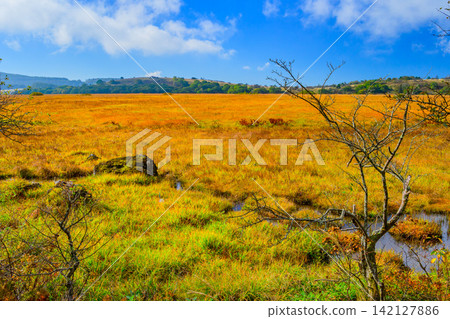 On a clear autumn morning, the beautiful scenery of the ponds reflecting the blue sky and the autumn foliage of the grasses can be seen from the walking trails of Yashimagahara Marshland. On a clear autumn morning, the beautiful scenery of the ponds reflecting the blue sky and the autumn foliage of the grasses can be seen from the walking trails of Yashimagahara Marshland. 142127886