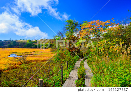 On a clear autumn morning, the beautiful scenery of the ponds reflecting the blue sky and the autumn foliage of the grasses can be seen from the walking trails of Yashimagahara Marshland. On a clear autumn morning, the beautiful scenery of the ponds reflecting the blue sky and the autumn foliage of the grasses can be seen from the walking trails of Yashimagahara Marshland. 142127887