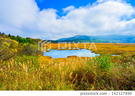 On a clear autumn morning, the beautiful scenery of the ponds reflecting the blue sky and the autumn foliage of the grasses can be seen from the walking trails of Yashimagahara Marshland. On a clear autumn morning, the beautiful scenery of the ponds reflecting the blue sky and the autumn foliage of the grasses can be seen from the walking trails of Yashimagahara Marshland. 142127890